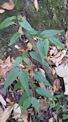 Eupatorium tashiroi