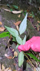 Eupatorium tashiroi