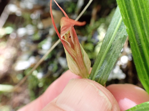Image of Pterostylis irsoniana by (c) Emily Roberts, some rights reserved (CC BY)