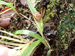 Pterostylis irsoniana
