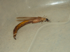 Atractocerus