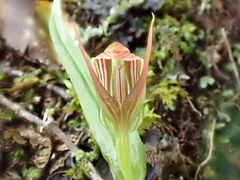 Pterostylis irsoniana