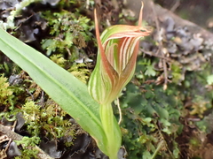 Pterostylis irsoniana