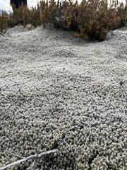 Racomitrium