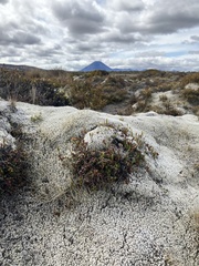 Racomitrium