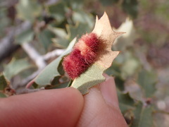 Neuroterus aliceae