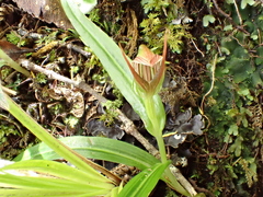 Pterostylis irsoniana
