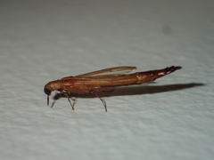 Atractocerus