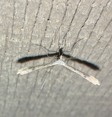 Pterophoroidea