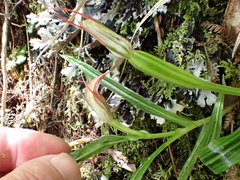 Pterostylis irsoniana