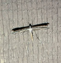 Pterophoroidea