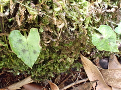 Corybas acuminatus