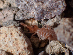 Solifugae