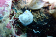 Chromodoris aspersa
