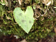 Corybas acuminatus