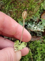 Corybas acuminatus