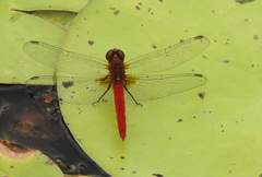 Rhodothemis lieftincki