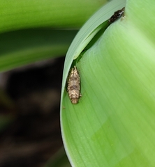 Parochmastis hilderi