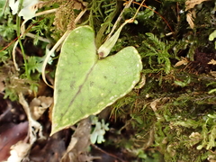 Corybas acuminatus
