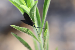 Pollanisus subdolosa