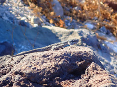 Urosaurus nigricauda