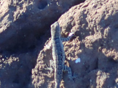 Urosaurus nigricauda