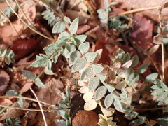 Astragalus zionis