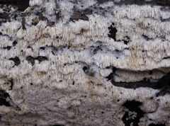 Rigidoporus obducens