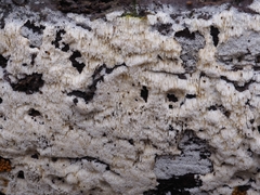 Rigidoporus obducens