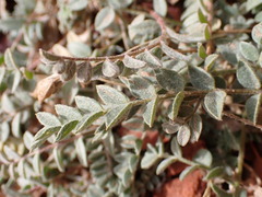 Astragalus zionis