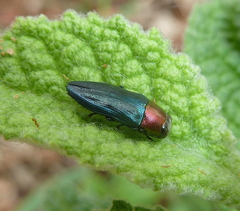 Melobasis cyaneipennis