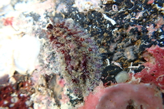 Dolabrifera dolabrifera
