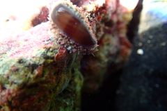 Monetaria caputophidii