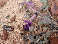 Astragalus zionis