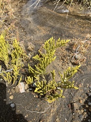 Veronica tetragona