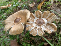 Chlorophyllum