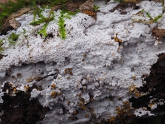 Hypochnicium polonense