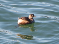 Tachybaptus ruficollis