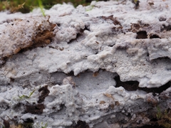 Hypochnicium polonense