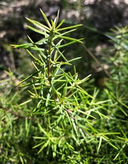 Persoonia juniperina