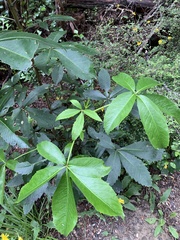Pseudopanax
