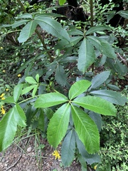 Pseudopanax