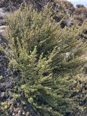 Coprosma pseudocuneata