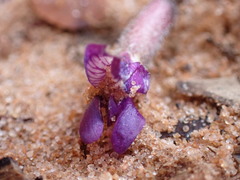 Astragalus zionis