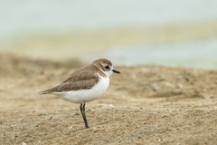 Charadrius mongolus