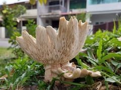 Chlorophyllum