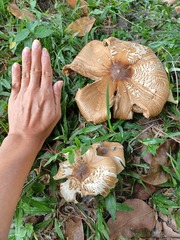 Chlorophyllum