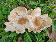 Chlorophyllum