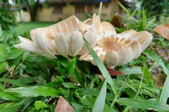 Chlorophyllum