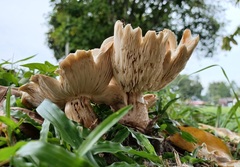 Chlorophyllum